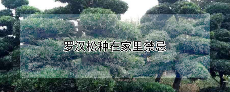 罗汉松种在家里禁忌 水培罗汉松种在家里禁忌