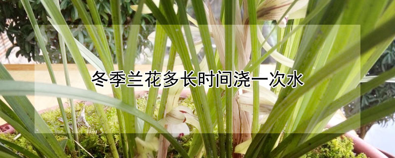 冬季兰花多长时间浇一次水 冬季兰花多长时间浇一次水啊