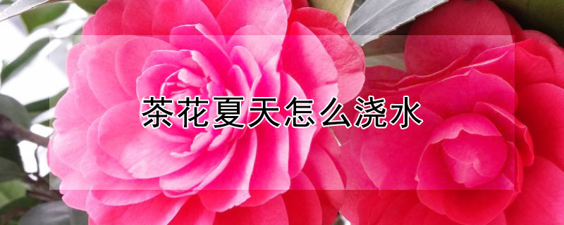 茶花夏天怎么浇水 茶花夏天浇水频率