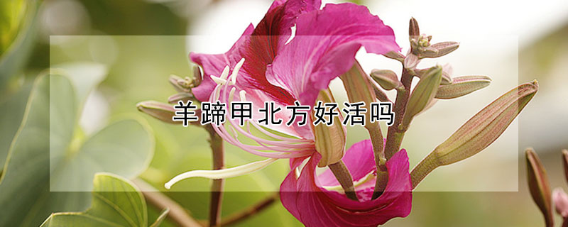 羊蹄甲北方好活吗 羊蹄甲对人的危害