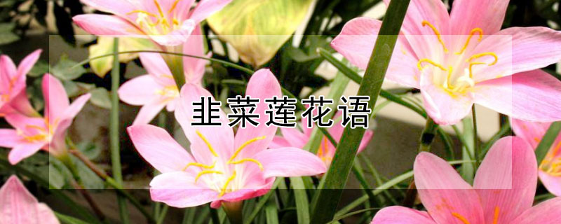 韭菜莲花语 韭菜莲花语是什么意思
