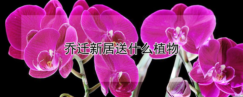 乔迁新居送什么植物（乔迁新居送什么植物寓意好高档的花盆）