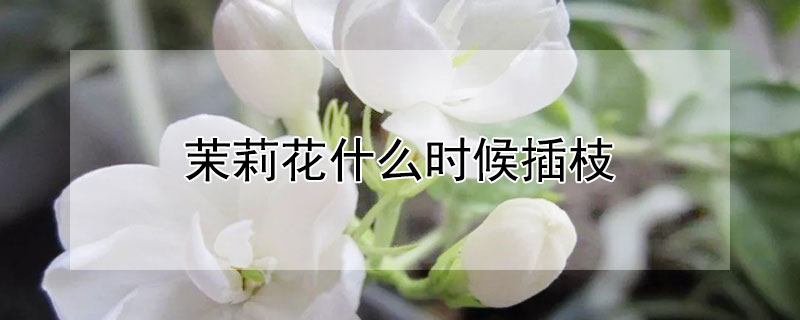 茉莉花什么时候插枝 茉莉花什么时候插枝存活率较高