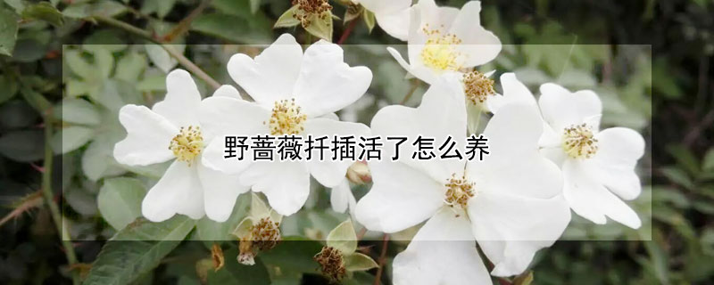野蔷薇扦插活了怎么养（野蔷薇扦插活了怎么养护）