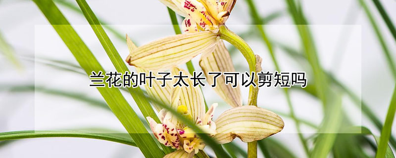 兰花的叶子太长了可以剪短吗 兰花的叶子太长了可以剪短吗