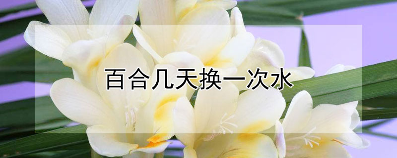 百合几天换一次水 百合几天换一次水合适