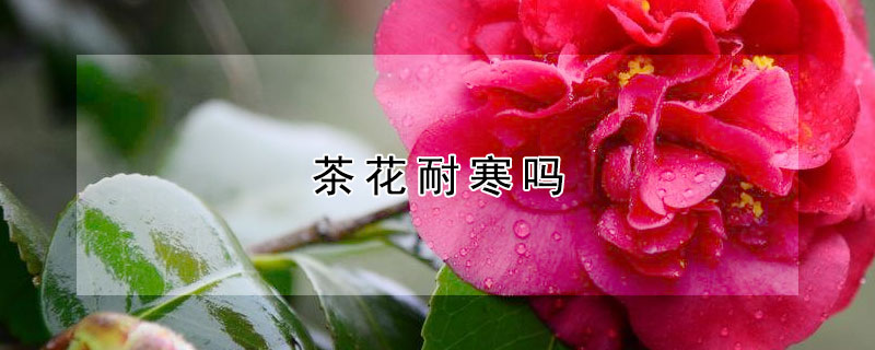 茶花耐寒吗（五色赤丹茶花耐寒吗）