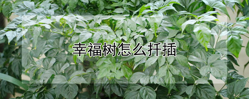 幸福树怎么扦插 幸福树怎么扦插生根快
