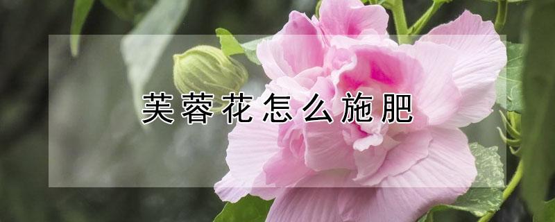 芙蓉花怎么施肥（芙蓉花怎么施肥效果最好）