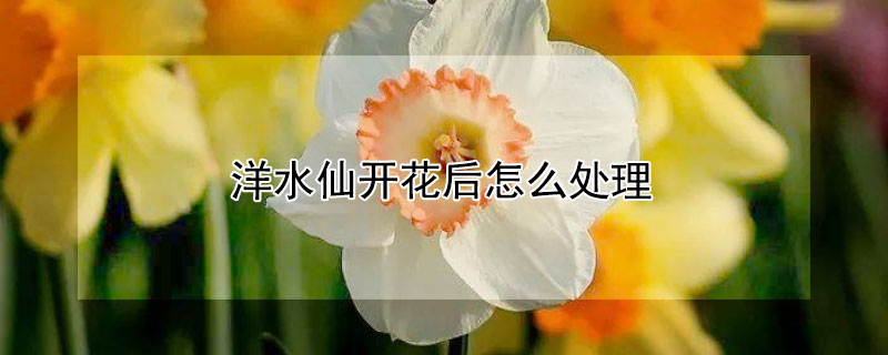 洋水仙开花后怎么处理 洋水仙开花后怎么处理好