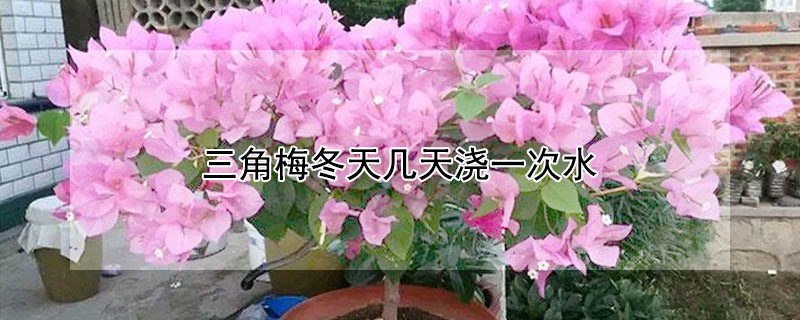 三角梅冬天几天浇一次水（三角梅冬天几天浇一次水啊）