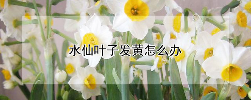 水仙叶子发黄怎么办（水仙叶子发黄怎么办呢）