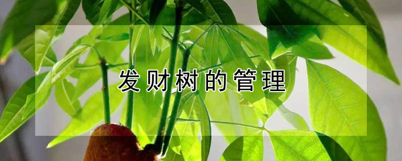 发财树的管理 发财树的管理方法和技术