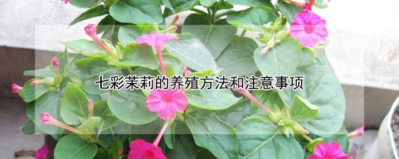 七彩茉莉的养殖方法和注意事项（七彩茉莉的养殖方法和注意事项视频）