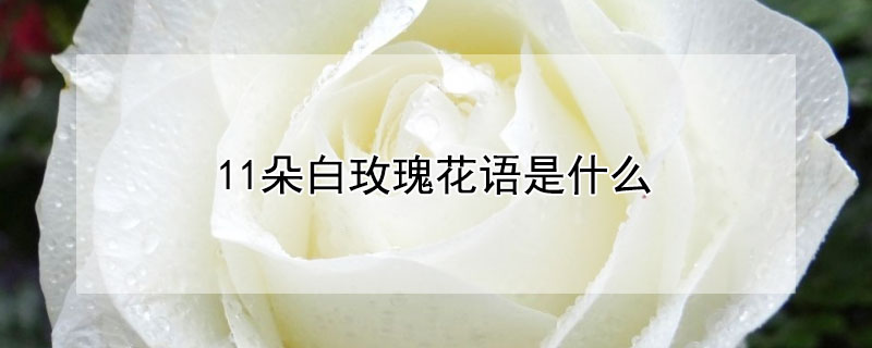 11朵白玫瑰花语是什么 11朵白玫瑰花语是什么意思