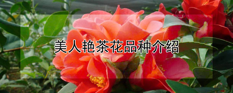 美人艳茶花品种介绍（美人艳茶花盆栽图片）
