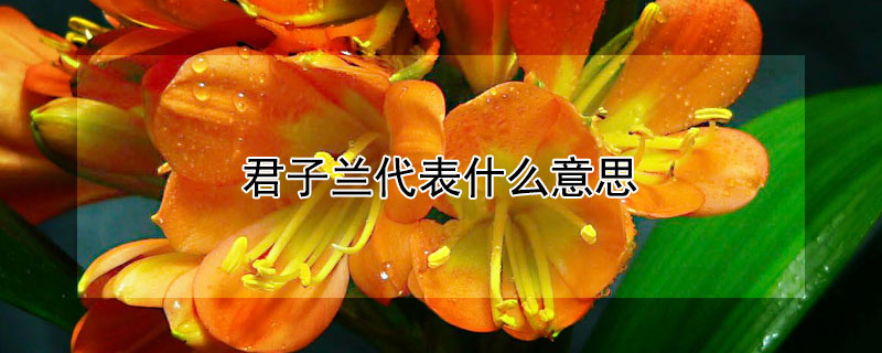 君子兰代表什么意思 君子兰代表什么意思?