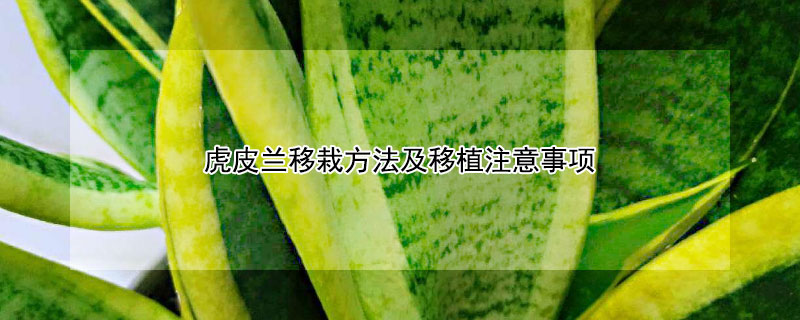 虎皮兰移栽方法及移植注意事项 虎皮兰移栽方法及移植注意事项图片