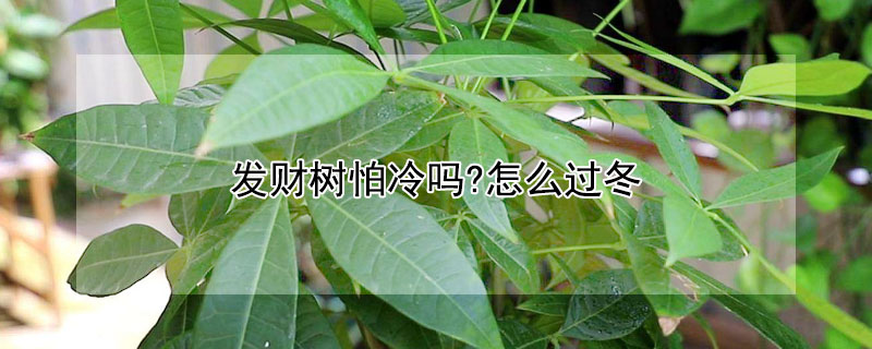 发财树怕冷吗?怎么过冬（发财树如何过冬）