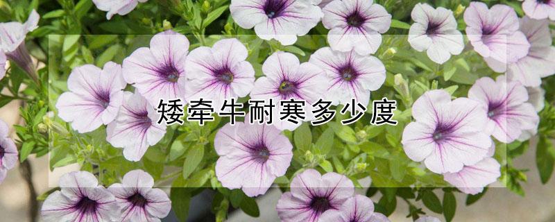矮牵牛耐寒多少度 矮牵牛耐寒多少度,北方如何越冬