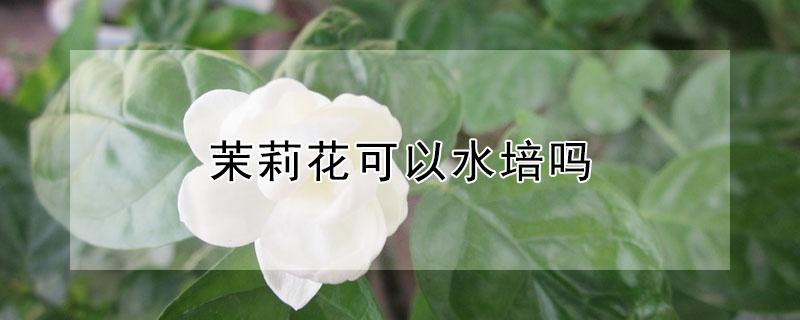 茉莉花可以水培吗 茉莉花可以水培吗有毒吗