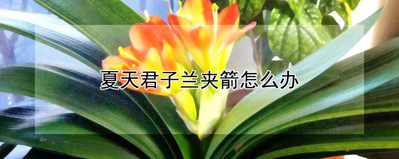 夏天君子兰夹箭怎么办（君子兰夹箭的原因及解决方法）