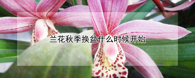 兰花秋季换盆什么时候开始 兰花秋季换盆什么时候开始施肥