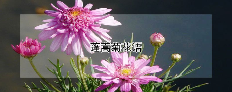 蓬蒿菊花语（蓬蒿意象）