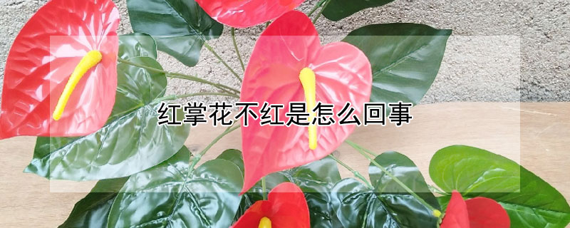 红掌花不红是怎么回事（红掌花不太红是怎么回事）