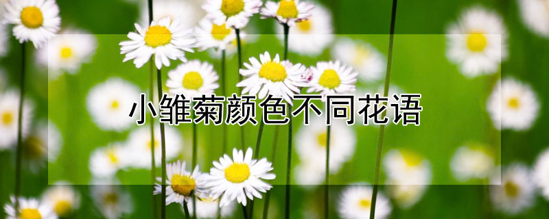 小雏菊颜色不同花语（小雏菊颜色不同花语图片）
