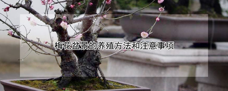 梅花盆景的养殖方法和注意事项（梅花盆景的养护与管理）