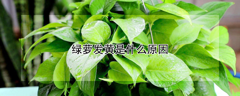 绿萝发黄是什么原因 绿萝发黄是什么原因该怎么治