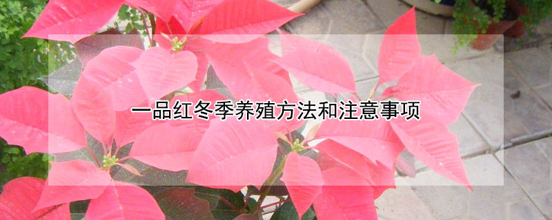 一品红冬季养殖方法和注意事项 一品红的养殖方法和注意事项养殖日记