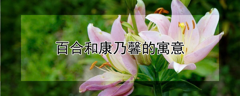 百合和康乃馨的寓意 百合和康乃馨的寓意一样吗