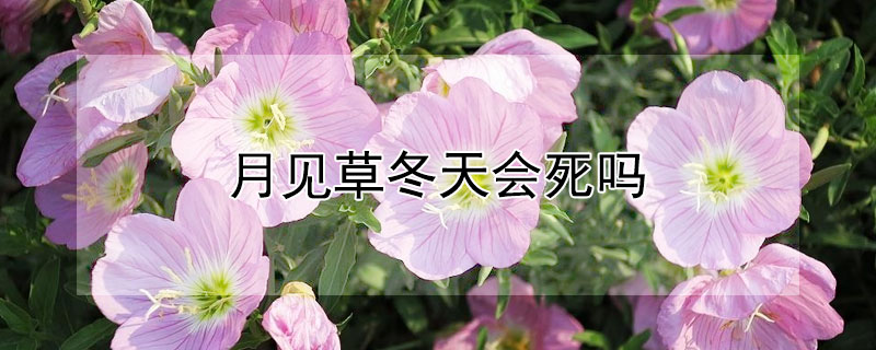 月见草冬天会死吗 月见草冬天会死吗为什么