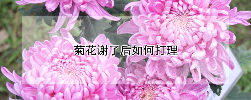 菊花谢了后如何打理 菊花谢了后如何打理好看