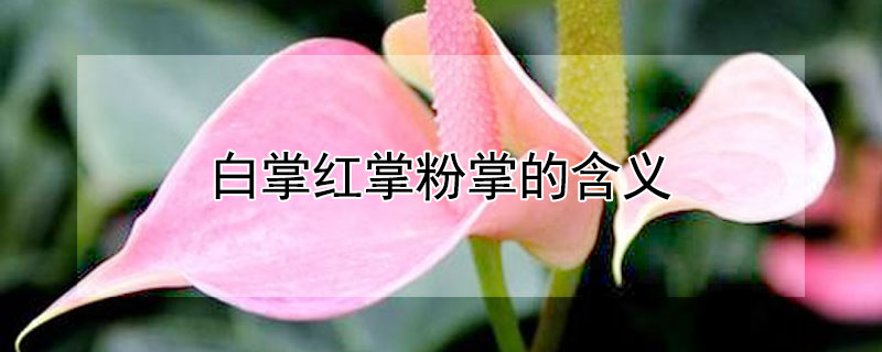 白掌红掌粉掌的含义 白掌 红掌