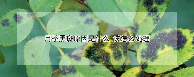 月季黑斑原因是什么 月季黑斑原因是什么意思
