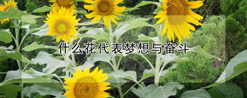 什么花代表梦想与奋斗（什么花代表梦想与奋斗的意义）