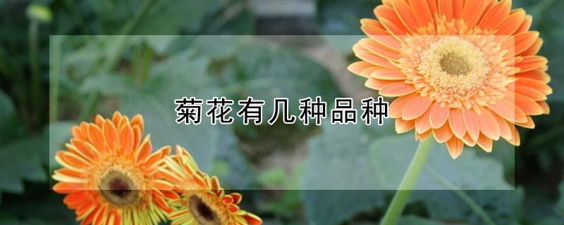 菊花有几种品种 菊花有几种品种图片
