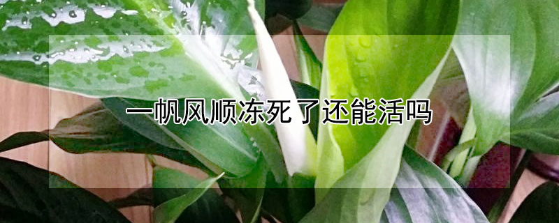 一帆风顺冻死了还能活吗（一帆风顺受冻还可以活）