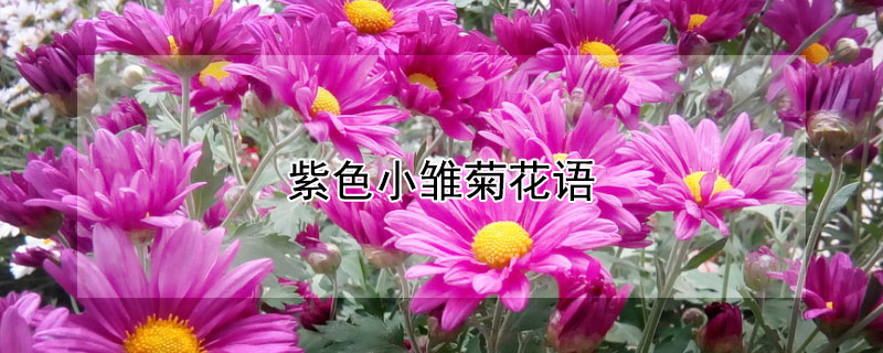 紫色小雏菊花语 代表深藏心底的爱的花
