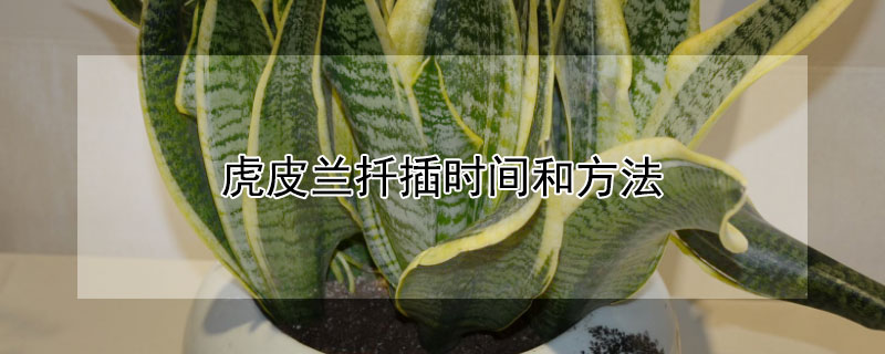 虎皮兰扦插时间和方法 虎皮兰扦插时间和方法视频