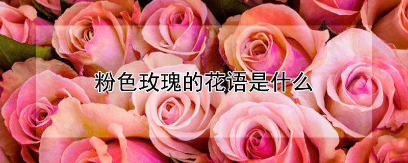 粉色玫瑰的花语是什么 粉色玫瑰的花语是什么,象征了什么