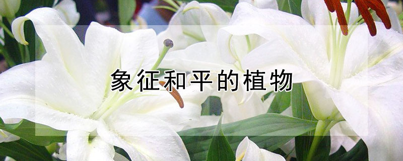 象征和平的植物 象征和平的植物有哪些