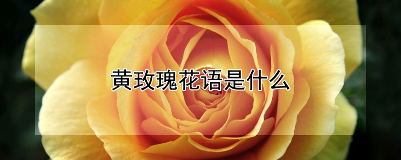 黄玫瑰花语是什么 黄玫瑰花语是什么意思 寓意