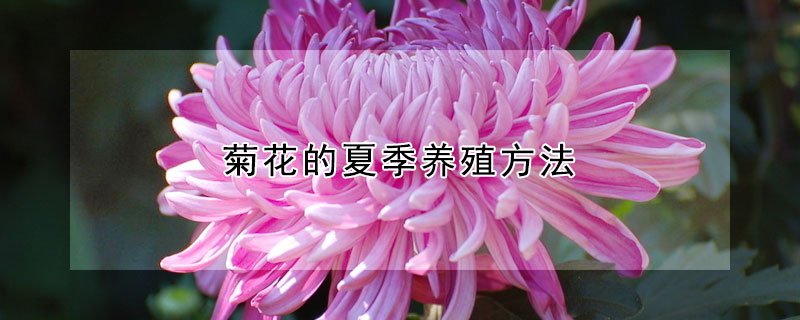 菊花的夏季养殖方法 菊花的夏季养殖方法视频