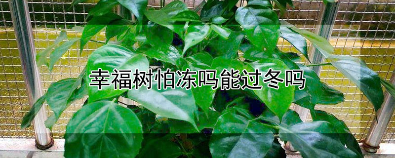 幸福树怕冻吗能过冬吗（幸福树怕冻吗?）