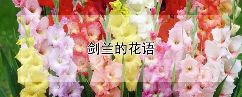 剑兰的花语 剑兰的花语和寓意