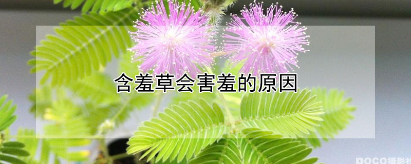 含羞草会害羞的原因（含羞草为什么会害羞?）